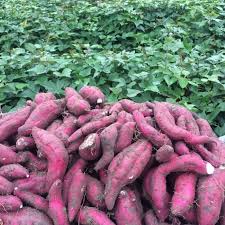 Khoai lang lim Móng Cái